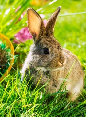 Ostern normal / verlängert geöffnet - Bild 1 von 1